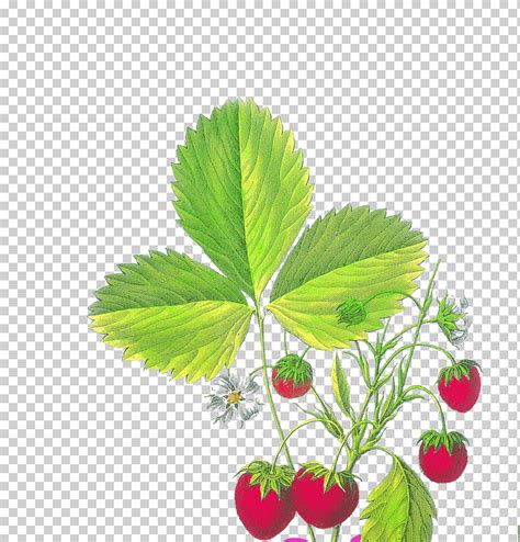 Fresa Fragaria Viridis Aedmaasikas Fresa Pintada A Mano Pintura De