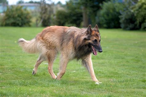 Belgian Tervuren Dog Breed Information, Pictures, Characteristics ...