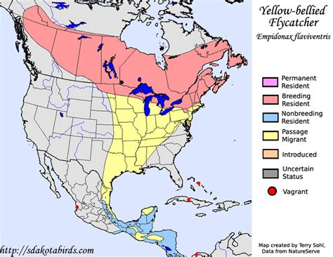 Yellow Bellied Flycatcher Species Range Map