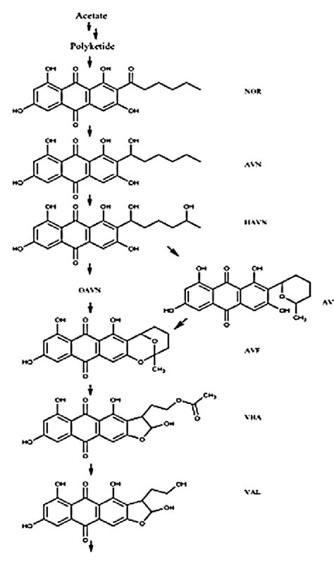 sterigmatocystin and aflatoxin biosynthesis pathway | Download ...