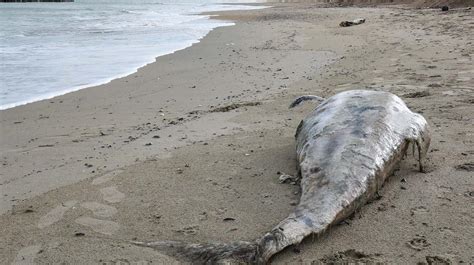 Delfino Trovato Morto In Spiaggia Foto