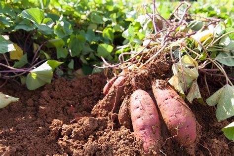 Batatas saldžioji bulvė gerai nepažinta vertinga daržovė