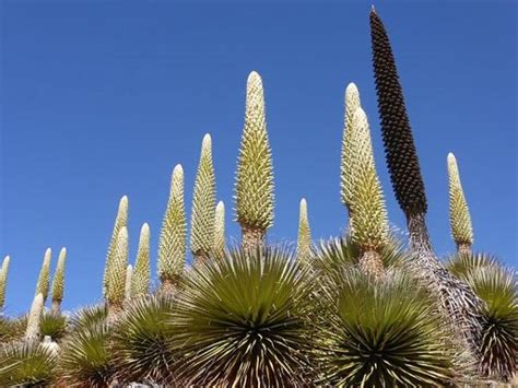 17 PLANTAS en PELIGRO de EXTINCIÓN en el PERÚ Nombres y fotos