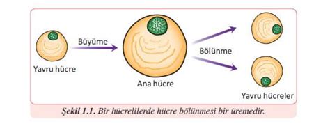 Sporla Reme Canl Bilimi