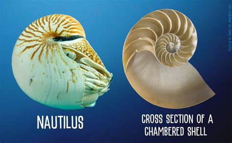 Scientists describe new nautilus species – Mongabay Kids