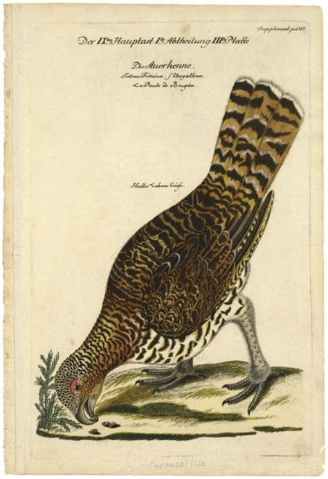 Dis Auerhenne Tetrao Fomina L Llrogallina La Poule De Bruyere