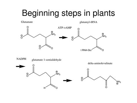 Ppt Porphyrin Ring Synthesis And Breakdown Powerpoint Presentation