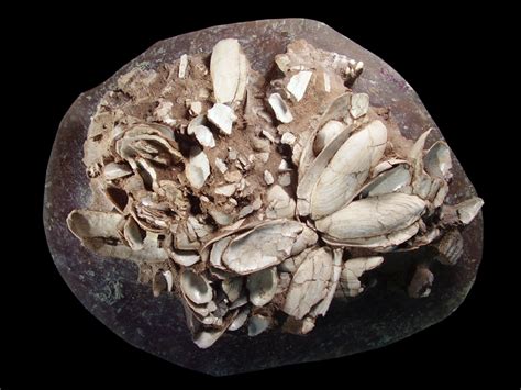 Mid-Holocene midden. Portion of a mid-Holocene midden (midden 4) with ... 