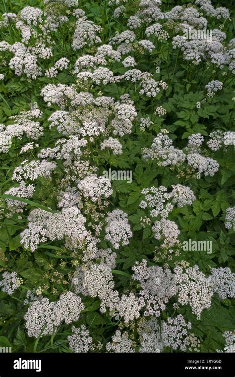 Flowering Ground Elder Aegopodium Podagraria Germany Stock Photo Alamy