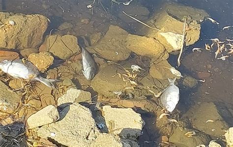 PAN Algarve Alerta Para Aparecimento De Peixes Mortos Na Ria Formosa