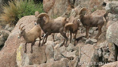 Bighorn Sheep And Mountain Goats Richards Outdoor Photography