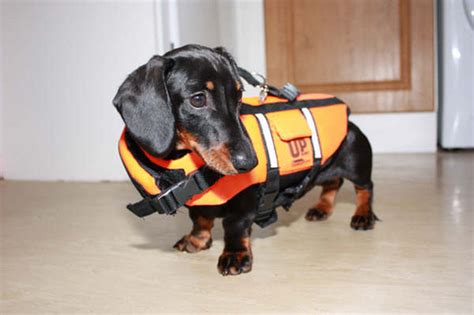 Picture Of A Dachshund: Dachshund Life Jacket