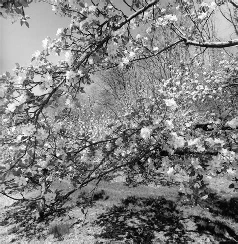 Lee Friedlander: Landscapes | Fraenkel Gallery