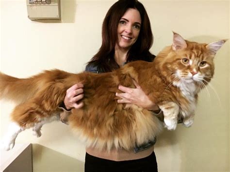 Gato Maior Do Mundo - Maior gato do mundo pode bater novo recorde no Guinness! | Saúde Do Meu Pet