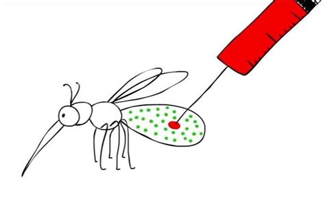 Wolbachia A Bacterial Symbiont With Intriguing Biological Roles