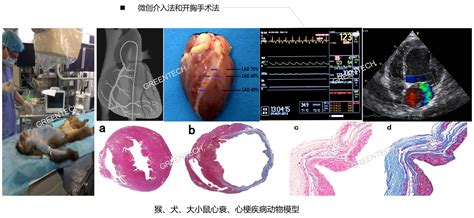 心肌缺血心肌梗死疾病模型 格林泰科 新药临床前研究服务平台