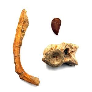 Dromaeosaur Raptor Dinosaur Tooth, Vertebra, & Fossil Bone #17602 . Fossils, Meteorites, & More