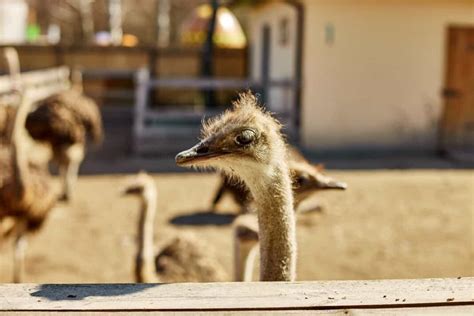 The Ultimate Guide to Emu Farming: From Startup to Profitability