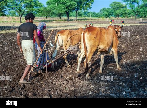 Indian Farmer Couple Plowing Wheat Fields With A Pair Of Oxen Using