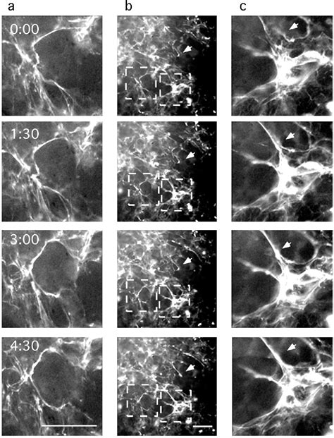 Figure 2 From Dynamics And Elasticity Of The Fibronectin Matrix In