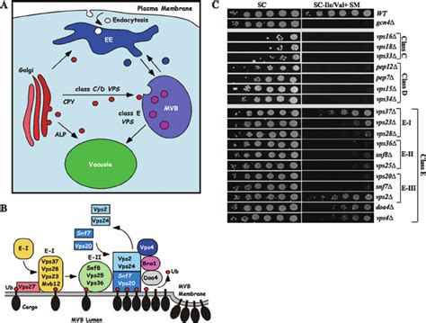 Multiple Vps Mutants Impaired For Vesicular Trafficking At The Late