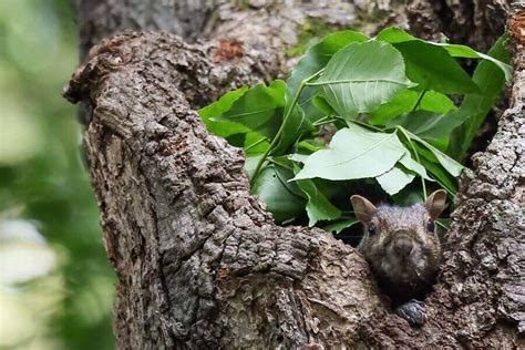 What Do Squirrel Nests Look Like & How Do They Build Them?