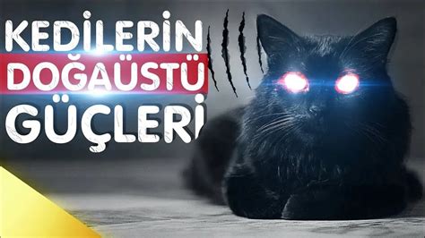 Neden Kedi Beslemeliyiz Kedilerin Gizemi Bu Videodan Sonra Kedi