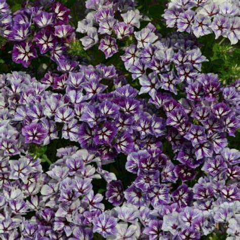 Creeping Phlox Seeds - Etsy