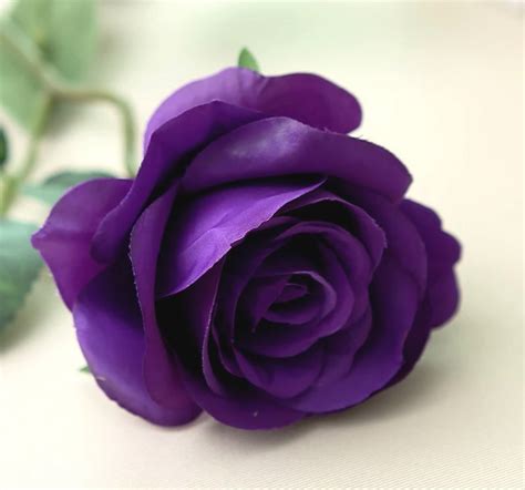 Purple Rose Meaning from Various Point of Views - Rose Meaning