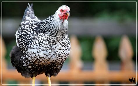Naked Neck Chicken Breed Profile Facts Learnpoultry