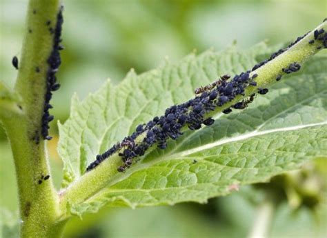 Secrets Pour Liminer Les Pucerons Naturellement