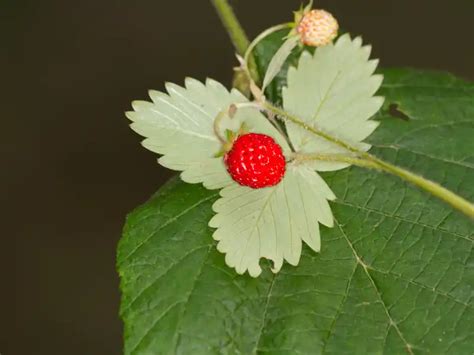 Weeds That Look Like Strawberry Plants The Book Of Weeds