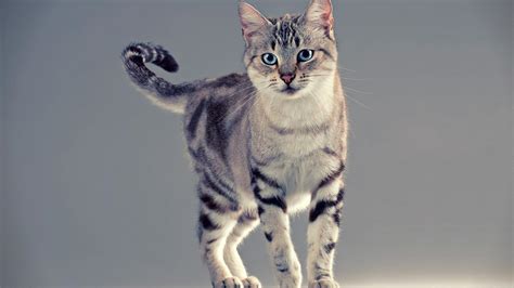 🔥 [42+] 1080P Cat Wallpapers | WallpaperSafari