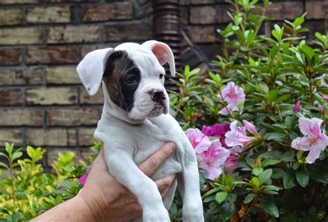 Bishop's Boxers: White Boxer Puppies are Available in South Carolina