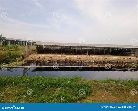 Lots of Ducks Farm Near the River Stock Photo - Image of farm, river ...