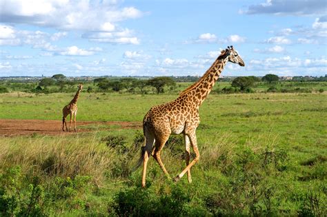 Giraffes In Nairobi National Park Kenya Fondo De Pantalla Hd Fondo