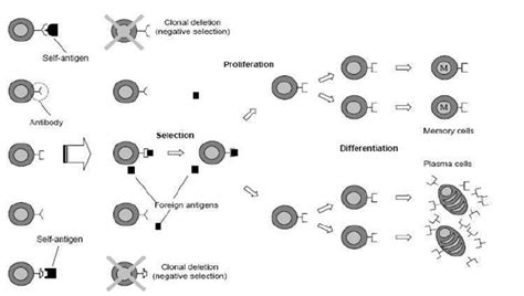 The Clonal Selection Principle Download Scientific Diagram