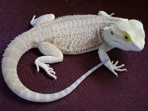 Reptile Facts Stubbly Dragons Leucistic Bearded Dragon