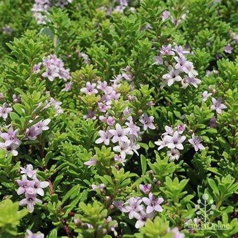 Myoporum Pink - Granton Plants Hobart