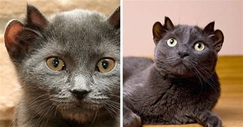 Meet Yoda, A Rare Cat Born With Four Ears | Rare cats, Cats, Cute animals