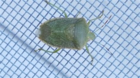 Media Of Southern Green Stink Bug Maryland Biodiversity Project