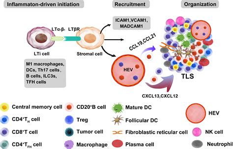 Frontiers Tertiary Lymphoid Structures In Cancer The Double Edged