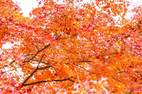 Red maple leaf tree 2300145 Stock Photo at Vecteezy