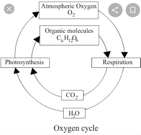 Diagram Of Oxygen Cycle