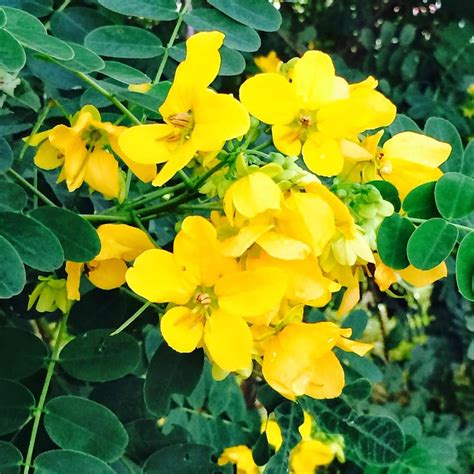 Health Benefits Of Avarampoo Senna Auriculata