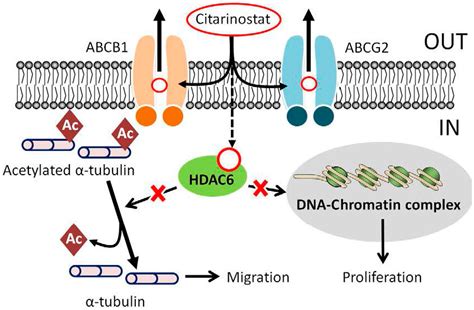 Ijms Free Full Text Overexpression Of Human Abcb1 And Abcg2 Reduces The Susceptibility Of