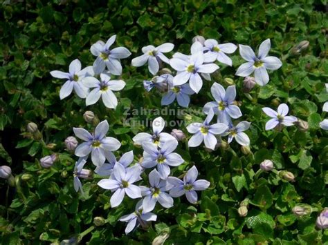 Isotoma fluviatilis - isotoma Zahradnictví Krulichovi - zahradnictví ...