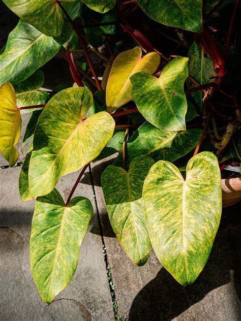 My Favorite Philodendron Varieties That You'll Love Too (33 of Them