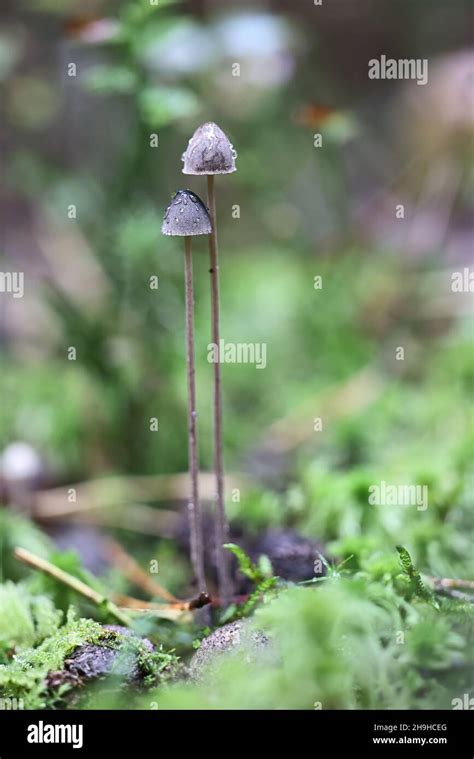 Panaeolus alcis un hongo motlegill que crece en estiércol de alces no