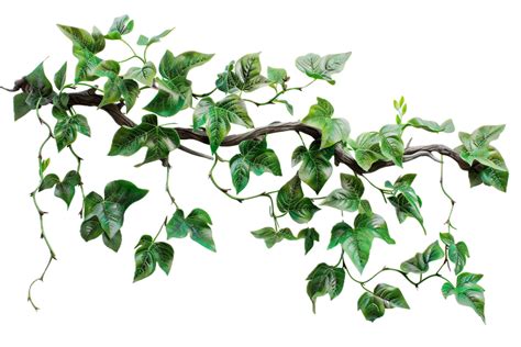 Climbing Ivy Vine Branch With Green Foliage 50278354 Png